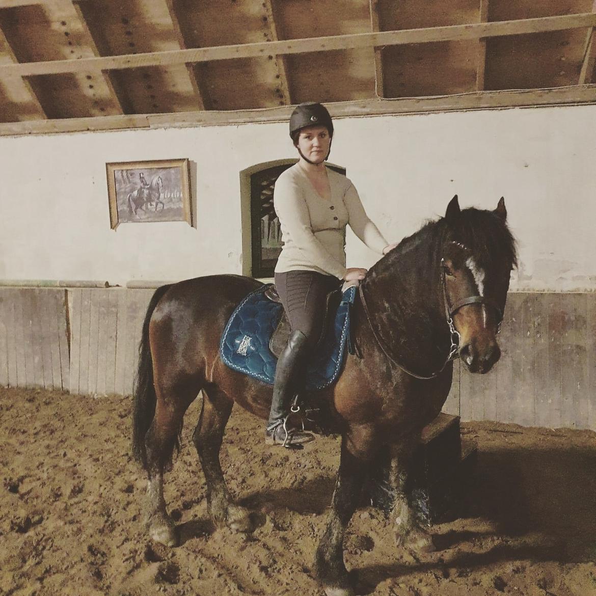 Welsh Cob (sec D) Penybrenin Delboy billede 5