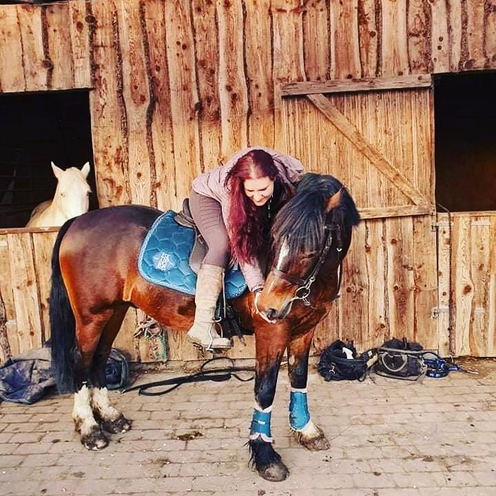 Welsh Cob (sec D) Penybrenin Delboy billede 8