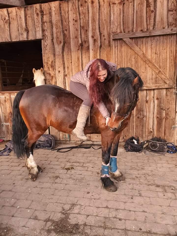 Welsh Cob (sec D) Penybrenin Delboy billede 4