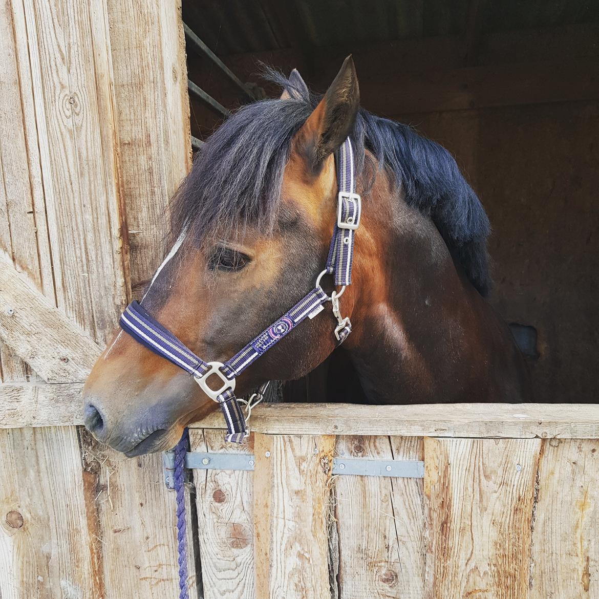 Welsh Cob (sec D) Penybrenin Delboy billede 19