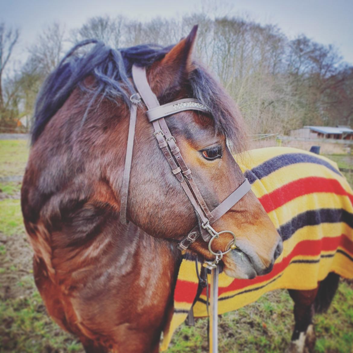 Welsh Cob (sec D) Penybrenin Delboy billede 14
