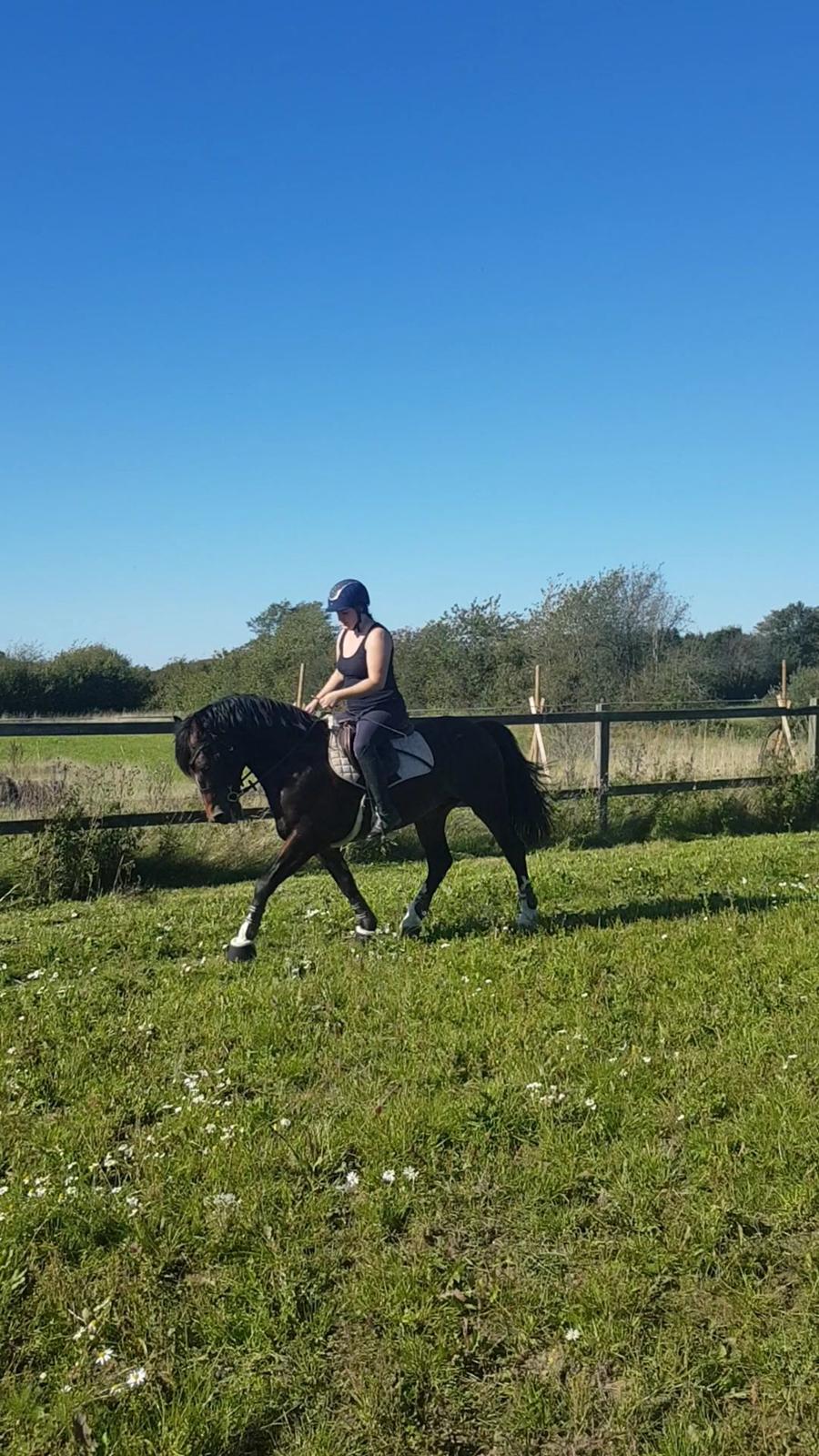 Welsh Cob (sec D) Penybrenin Delboy billede 7