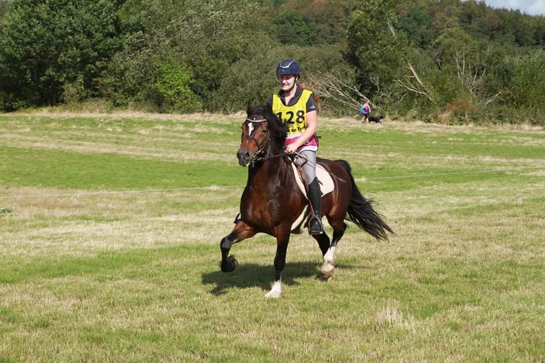 Welsh Cob (sec D) Penybrenin Delboy billede 6
