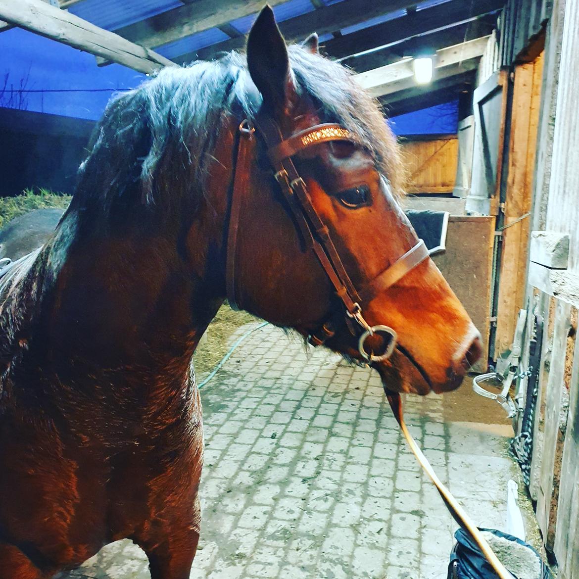 Welsh Cob (sec D) Penybrenin Delboy billede 10