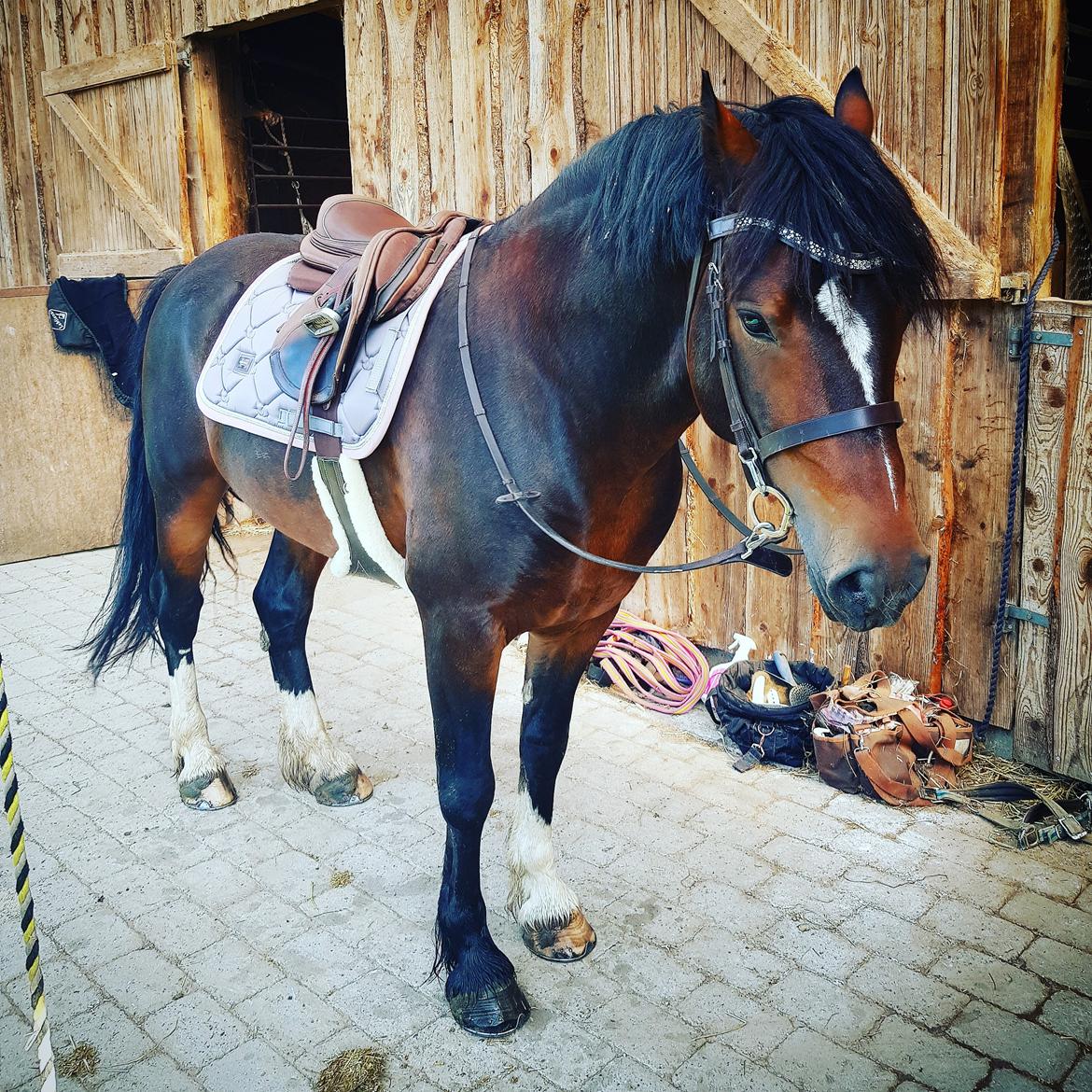 Welsh Cob (sec D) Penybrenin Delboy billede 9