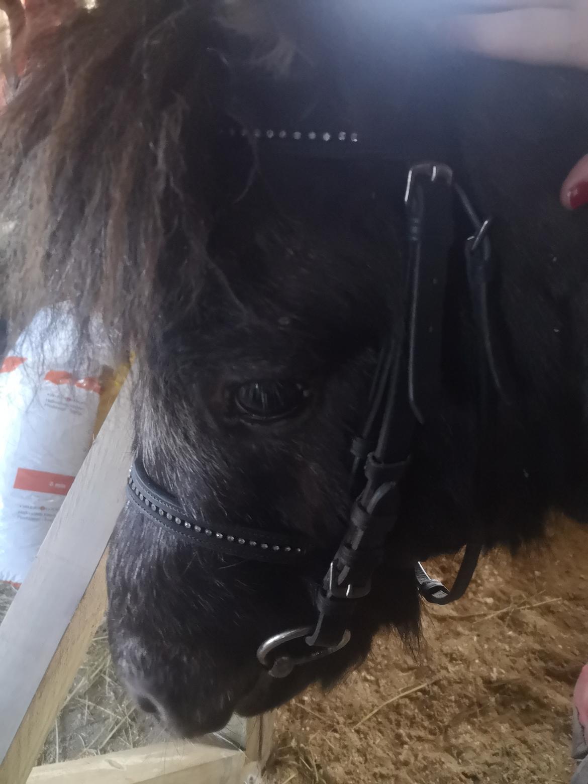 Anden særlig race Callisto billede 10