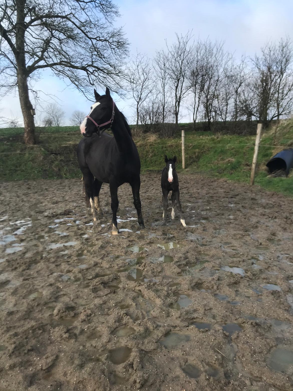 Anden særlig race Gedsø's Nobell billede 6
