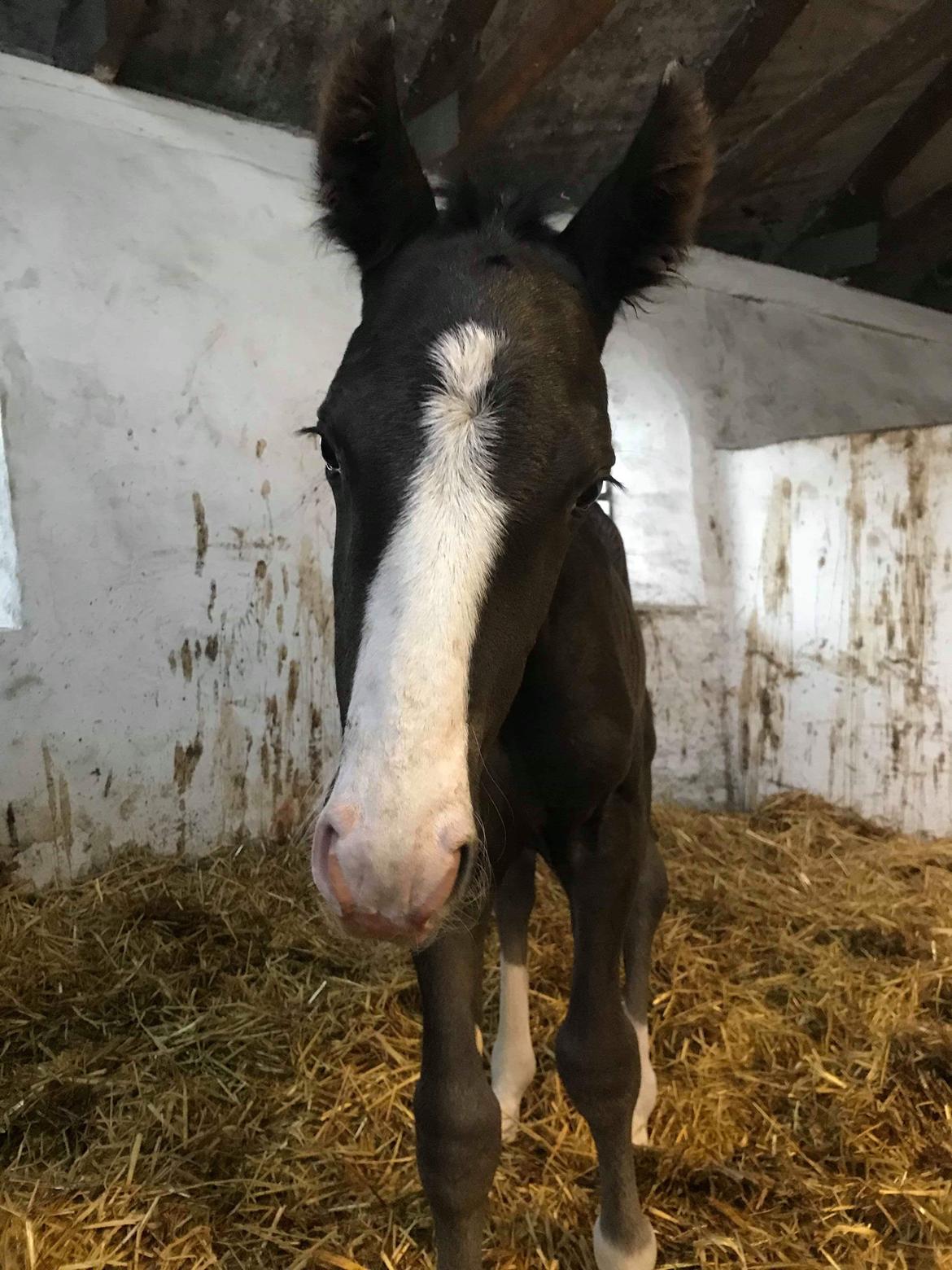Anden særlig race Gedsø's Nobell billede 7
