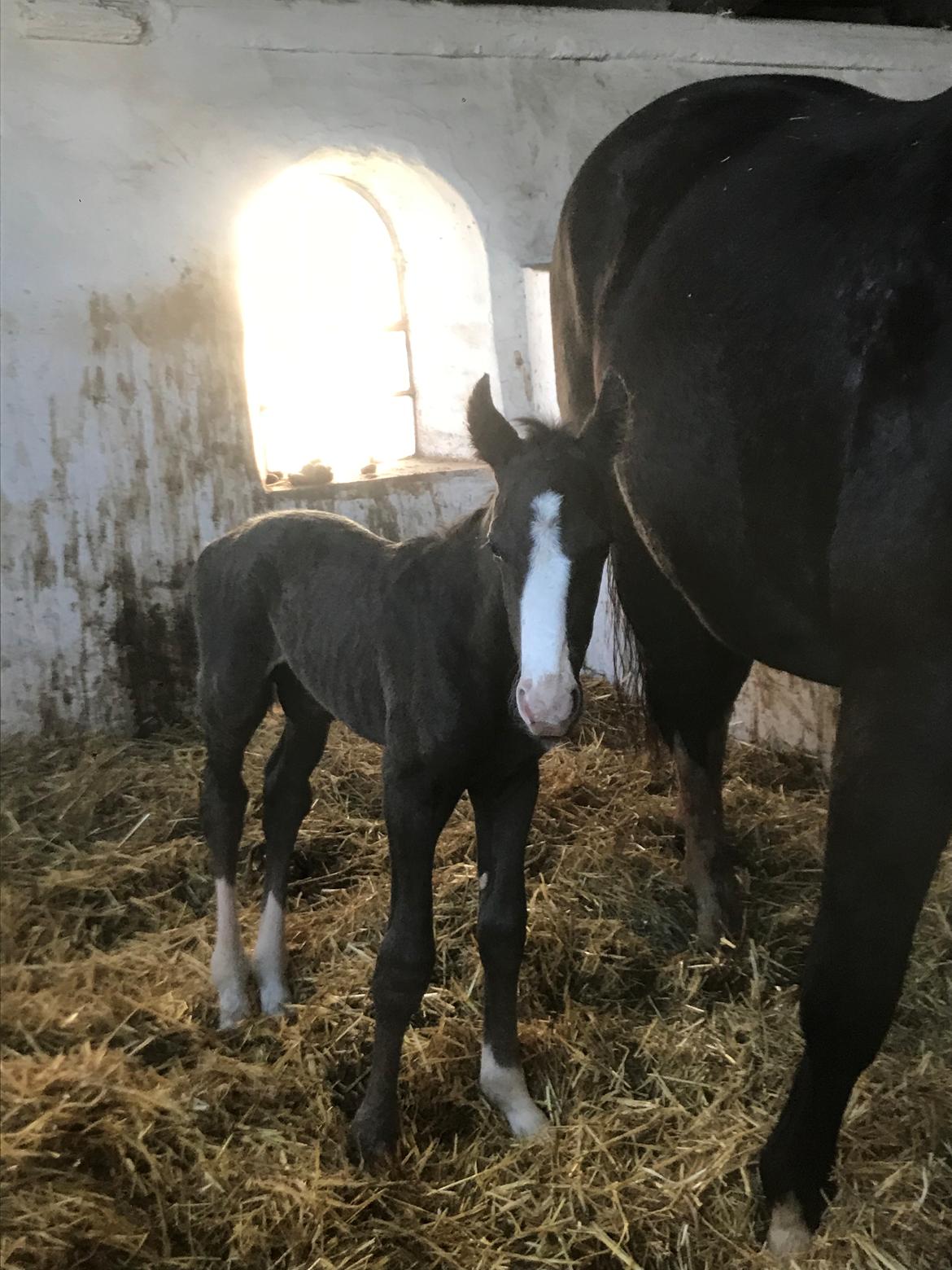 Anden særlig race Gedsø's Nobell billede 2