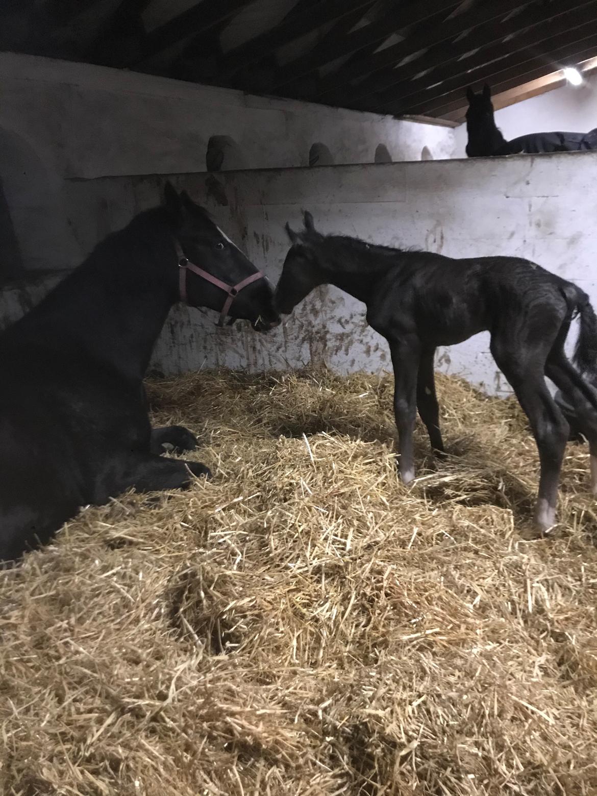 Anden særlig race Gedsø's Nobell billede 3