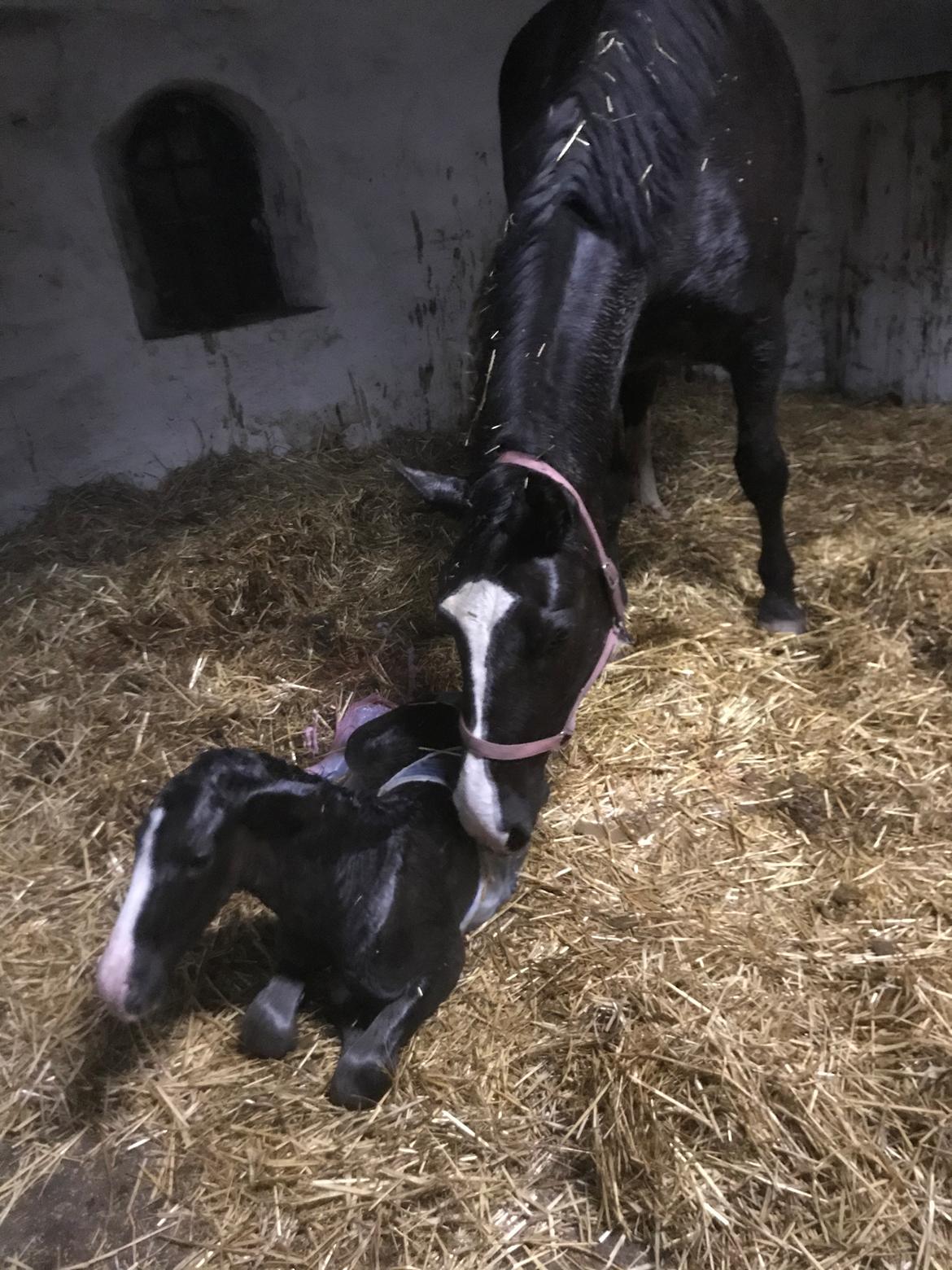 Anden særlig race Gedsø's Nobell billede 5