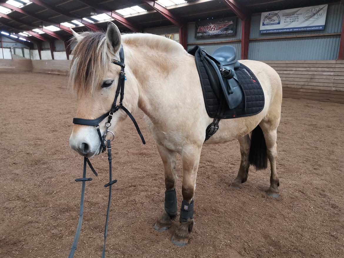 Fjordhest Filsø Ø Gilbert billede 6