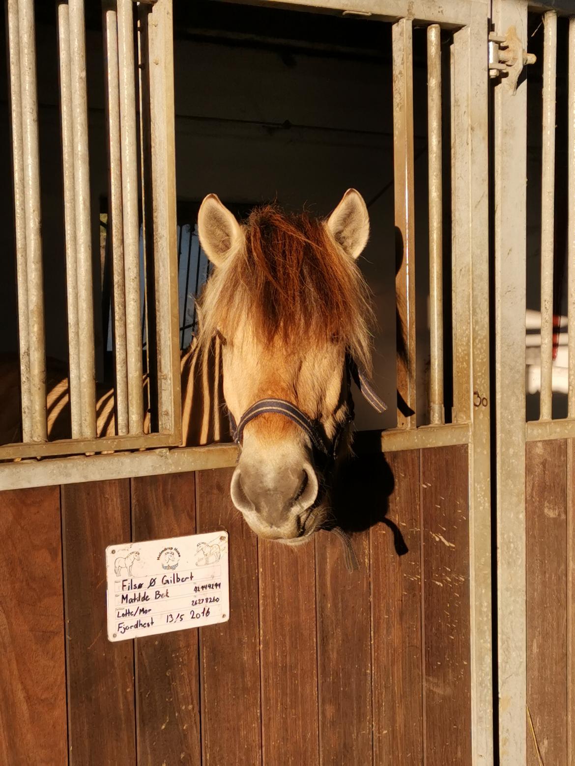 Fjordhest Filsø Ø Gilbert billede 7