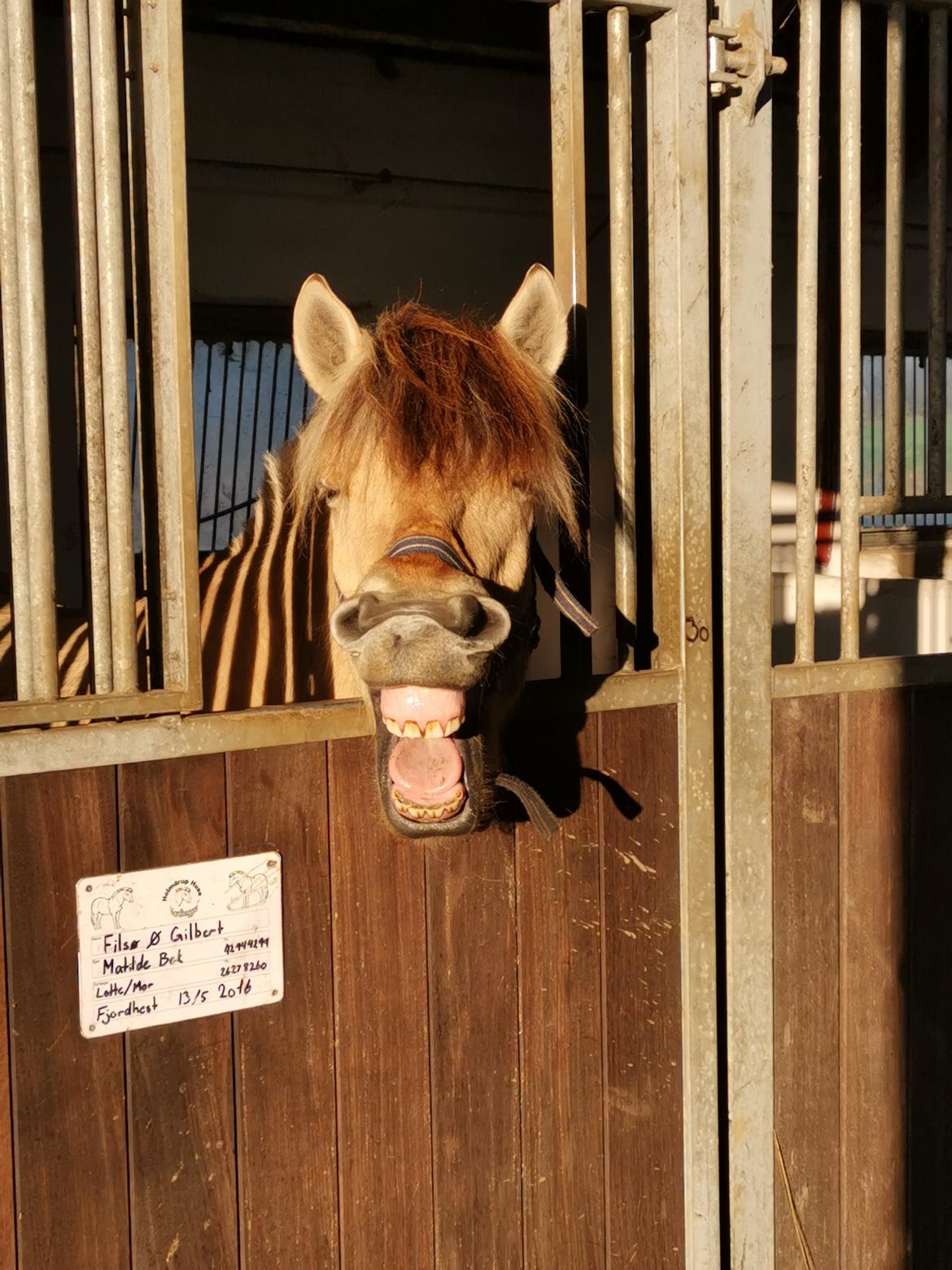 Fjordhest Filsø Ø Gilbert billede 8