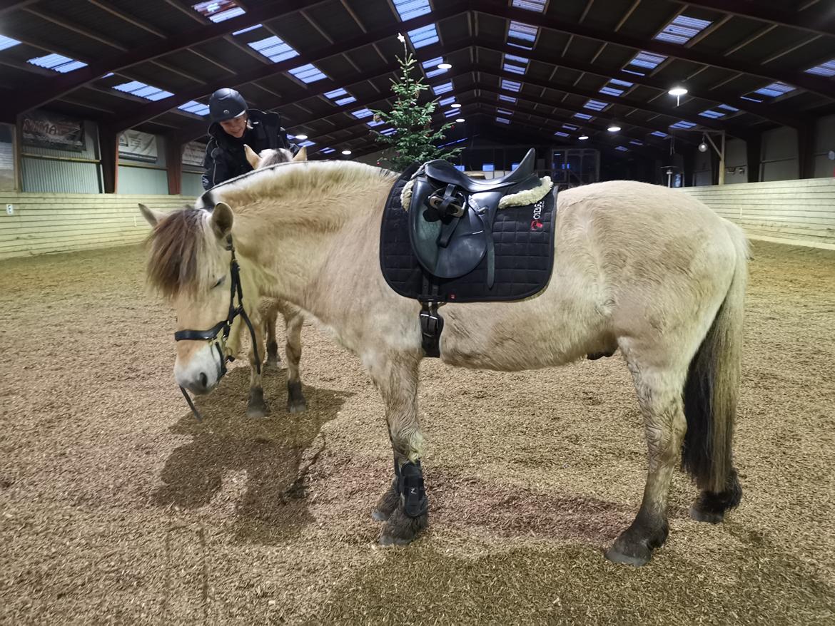 Fjordhest Filsø Ø Gilbert billede 9