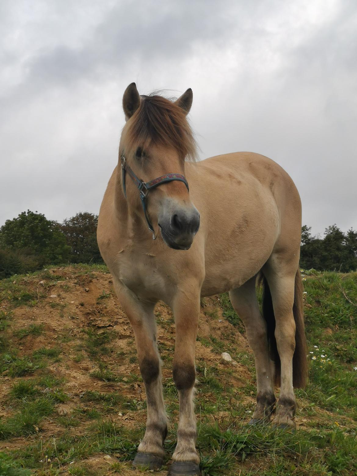 Fjordhest Filsø Ø Gilbert billede 11