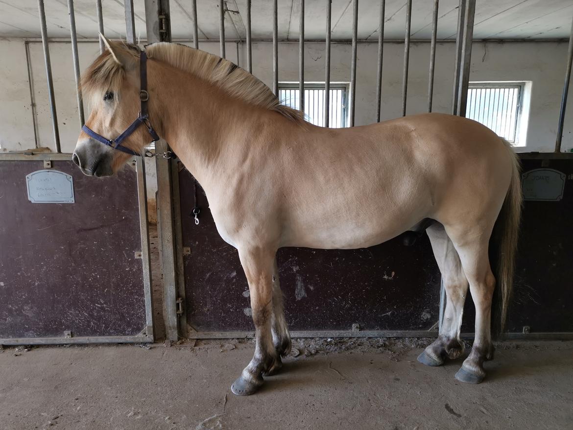 Fjordhest Filsø Ø Gilbert billede 12