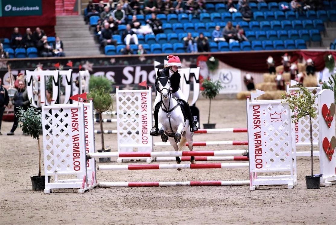 Tysk Sportspony Prince Vincent billede 11