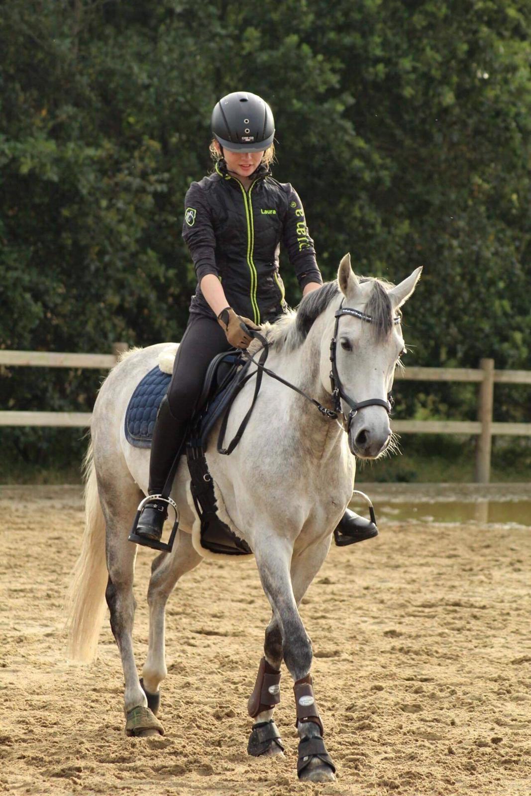 Tysk Sportspony Prince Vincent billede 7