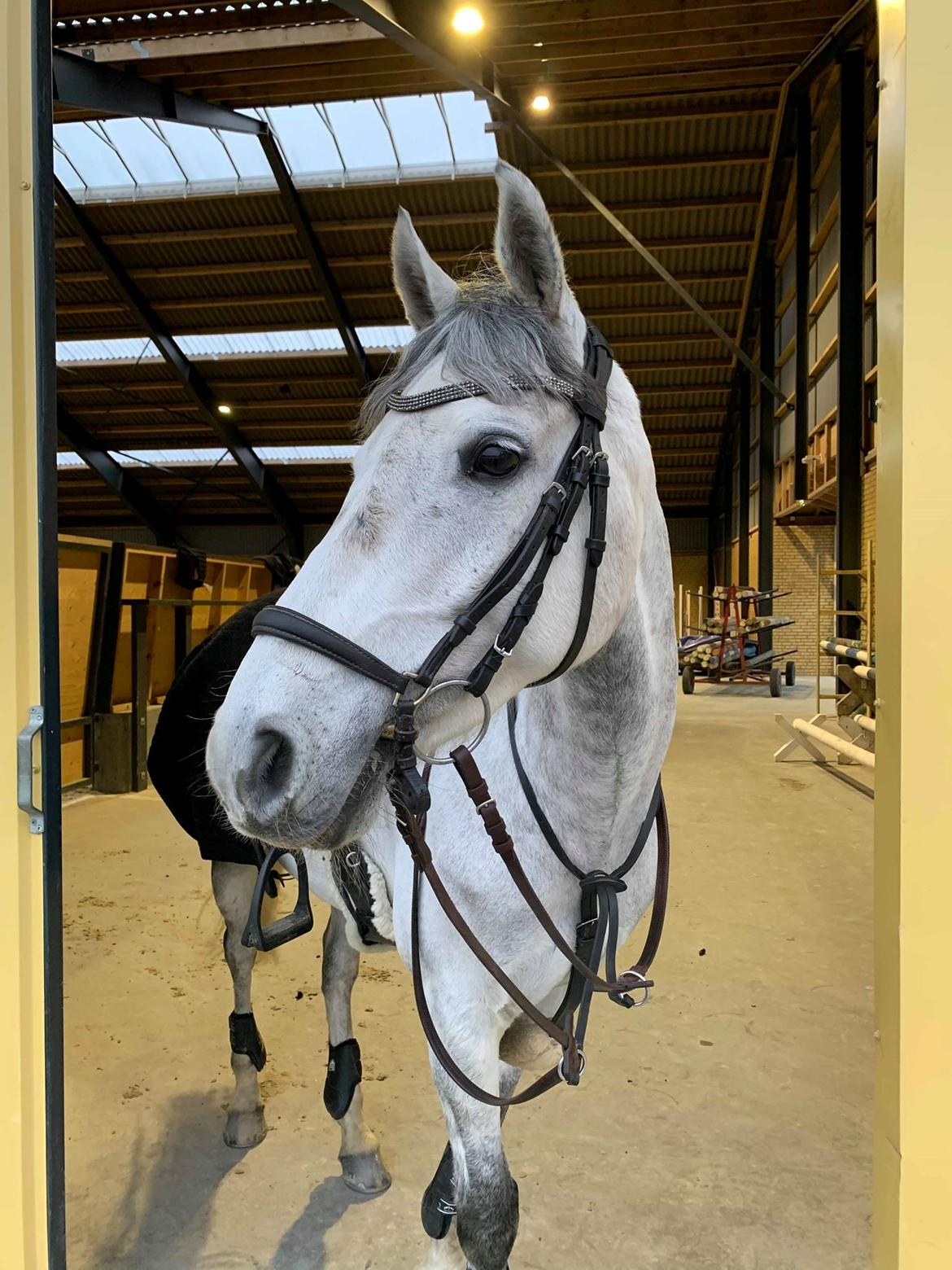 Tysk Sportspony Prince Vincent billede 2