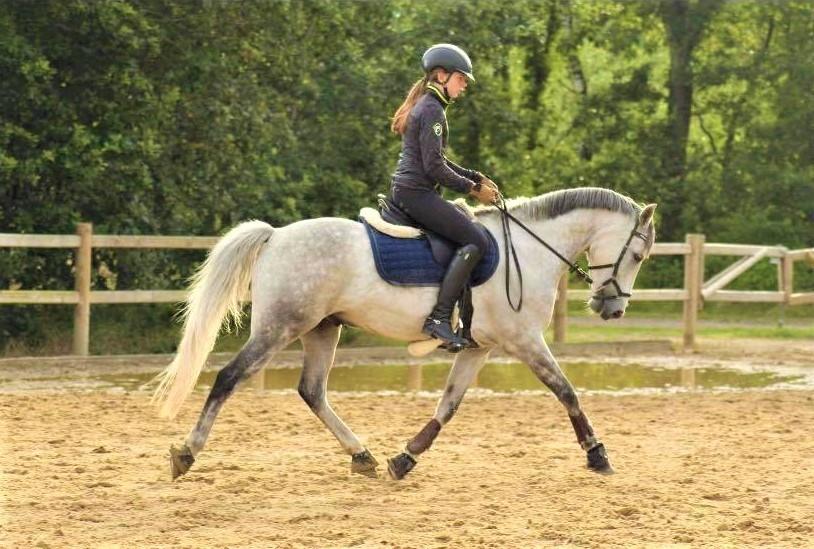 Tysk Sportspony Prince Vincent billede 1