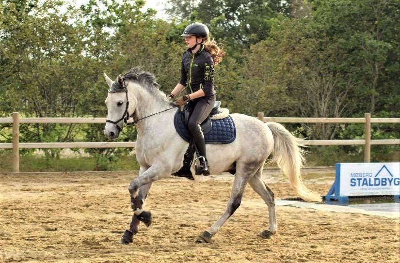 Tysk Sportspony Prince Vincent billede 12