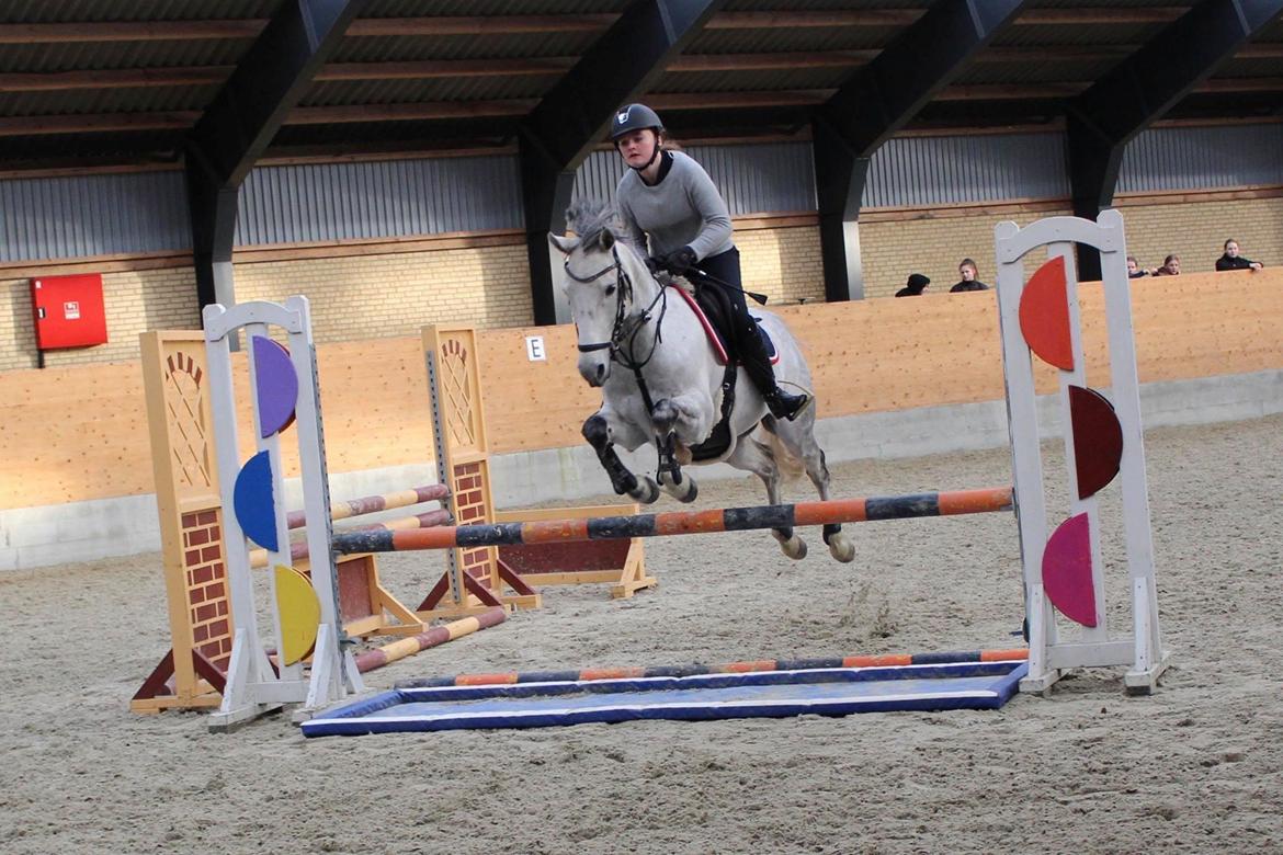 Tysk Sportspony Prince Vincent billede 6