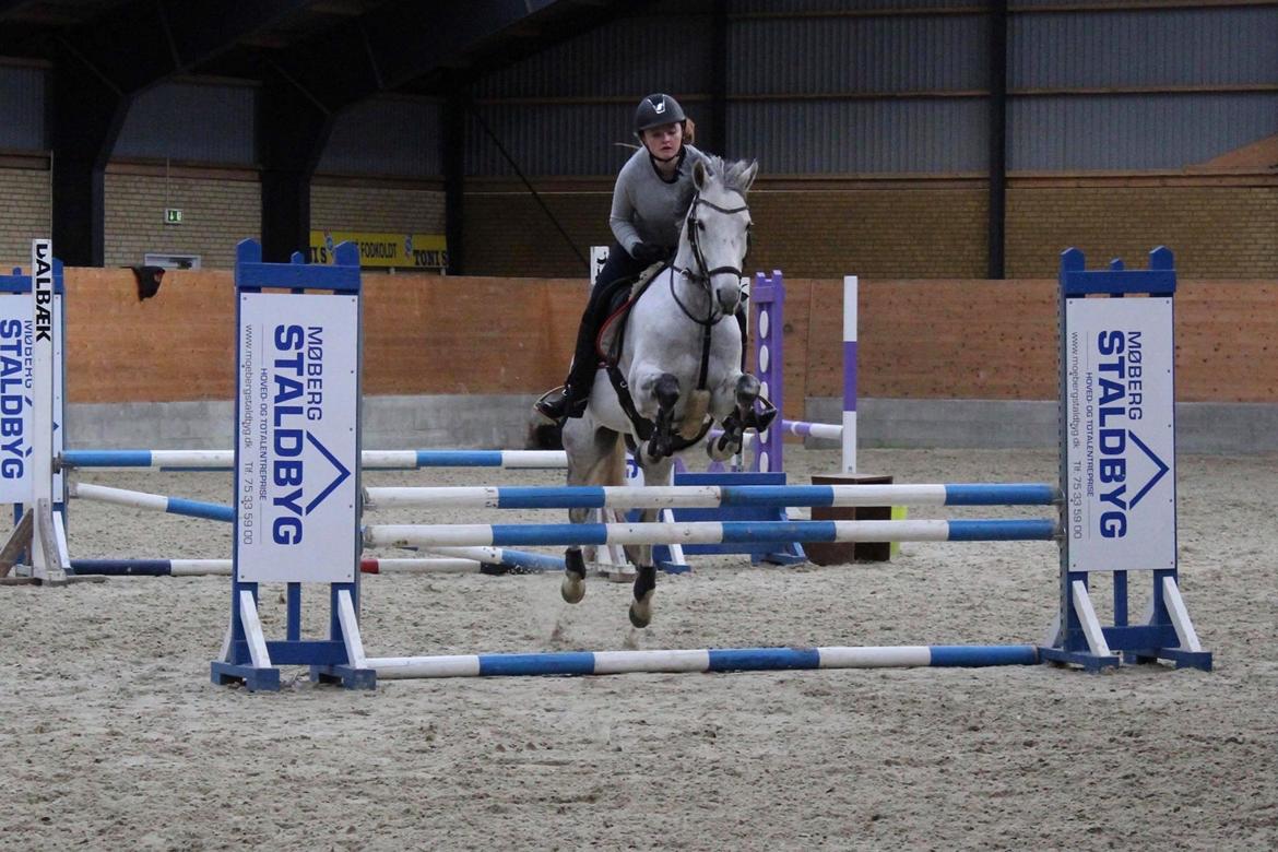 Tysk Sportspony Prince Vincent billede 13