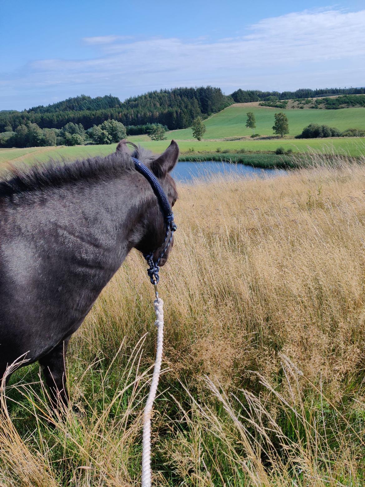 Anden særlig race Blackie RIP billede 7