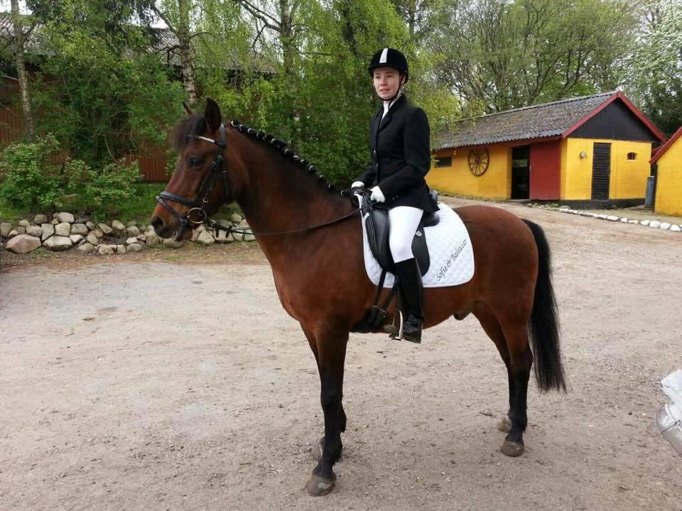 New Forest Baltazar - 2015 billede 5