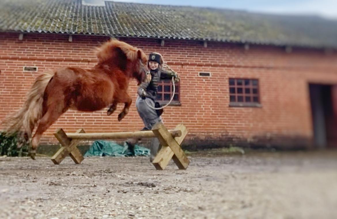 Shetlænder Bertram billede 2