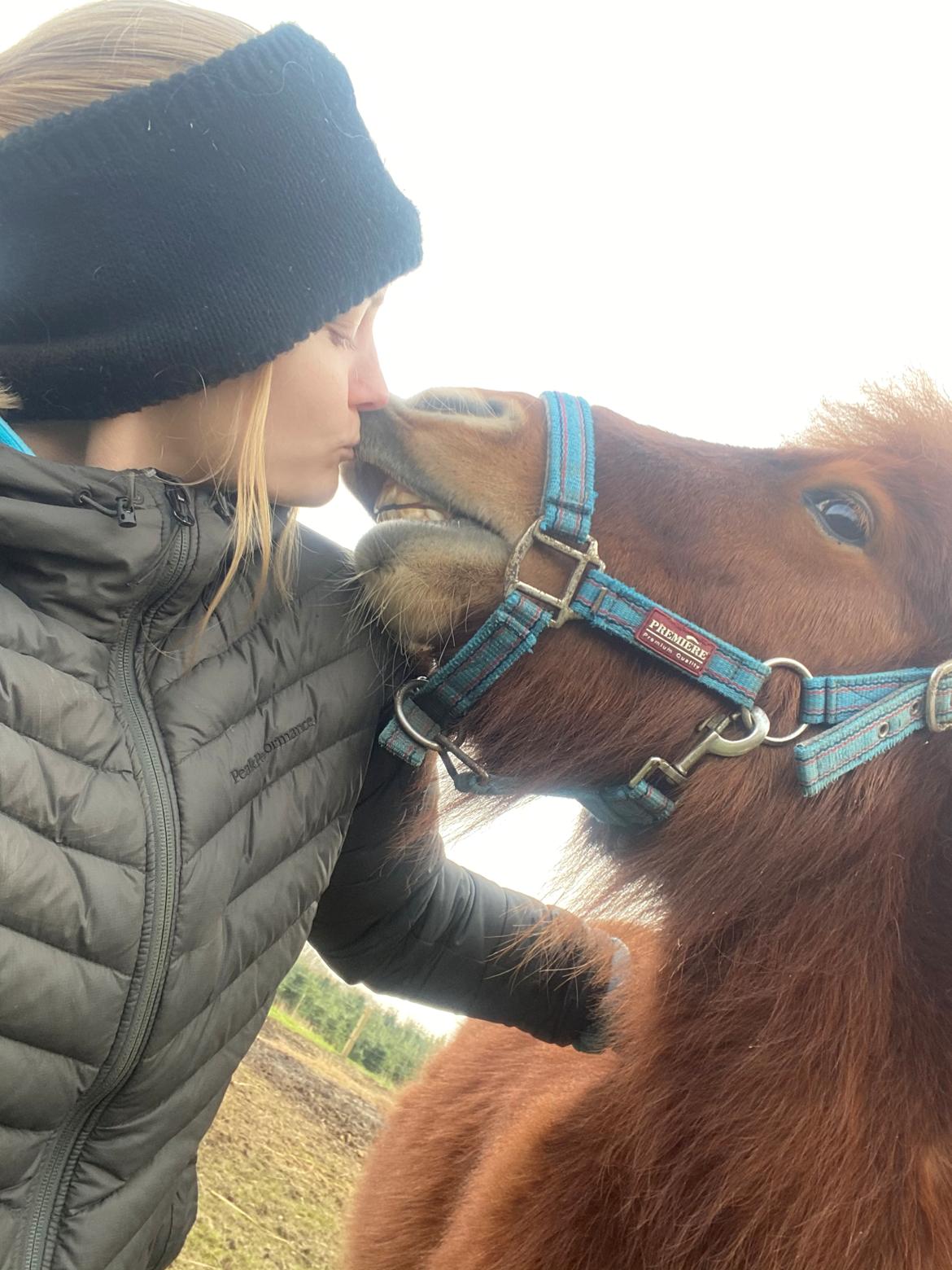 Shetlænder Bertram billede 4