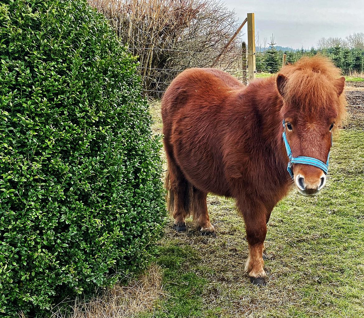 Shetlænder Bertram billede 7
