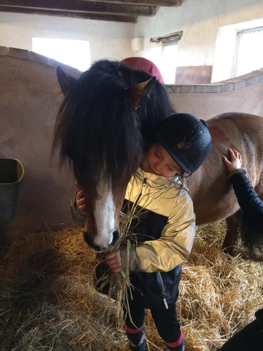 Welsh Mountain (sec A) Single wouds Eljo billede 2