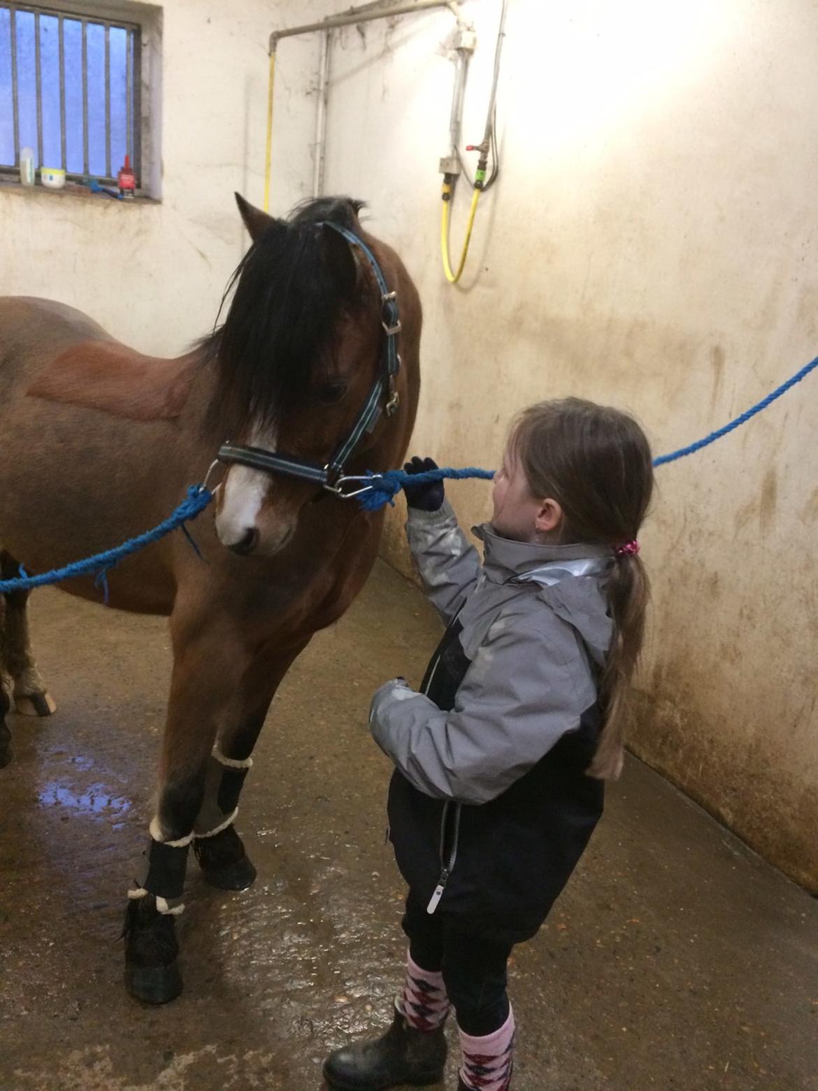 Welsh Mountain (sec A) Single wouds Eljo billede 4