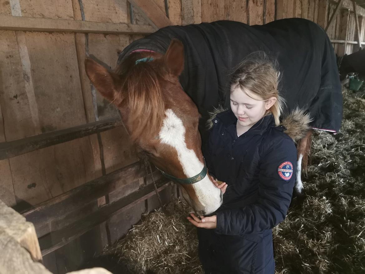 Dansk Varmblod  (Babe) Okslunds dotila billede 4