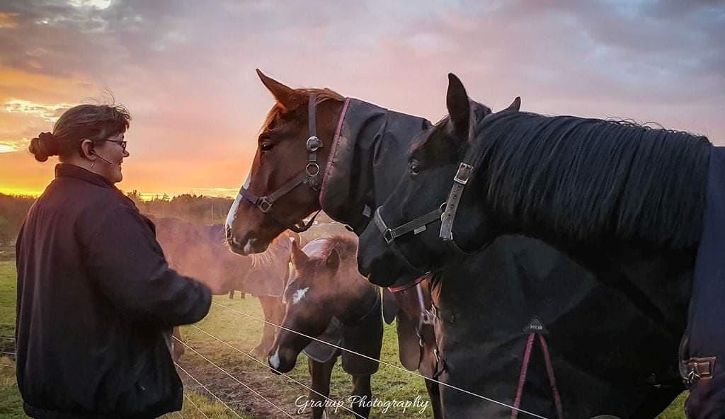 Dansk Varmblod  (Babe) Okslunds dotila billede 2