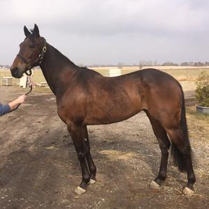 Traver Sofia Damhus billede 28