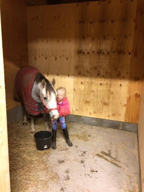 Welsh Partbred (Sec F) Holmegårdens Nutella billede 2