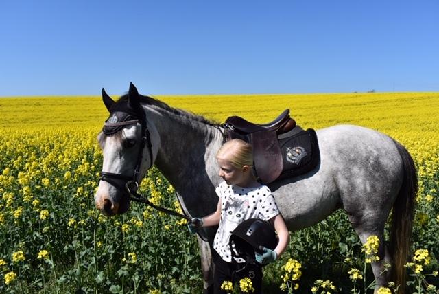 Welsh Partbred (Sec F) Holmegårdens Nutella billede 1