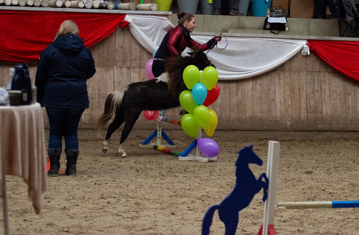 Amerikansk Miniature Teglmosens Delilah West billede 7