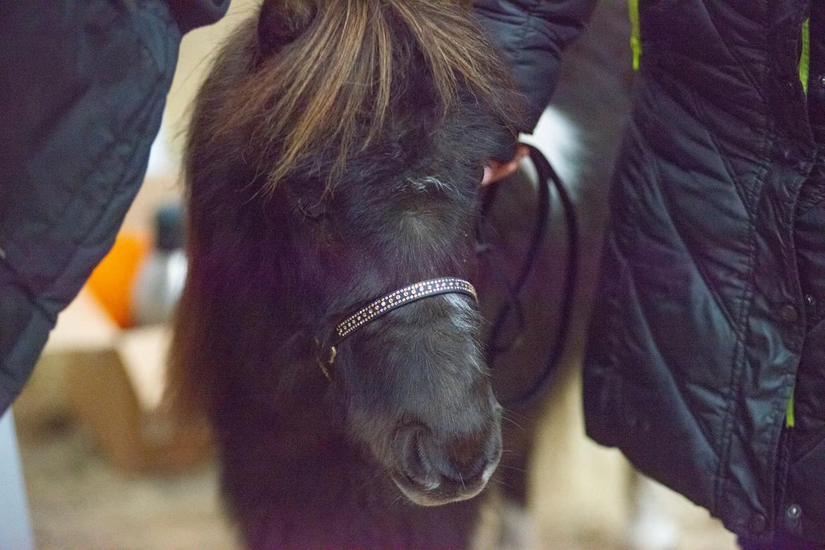 Amerikansk Miniature Teglmosens Delilah West billede 8