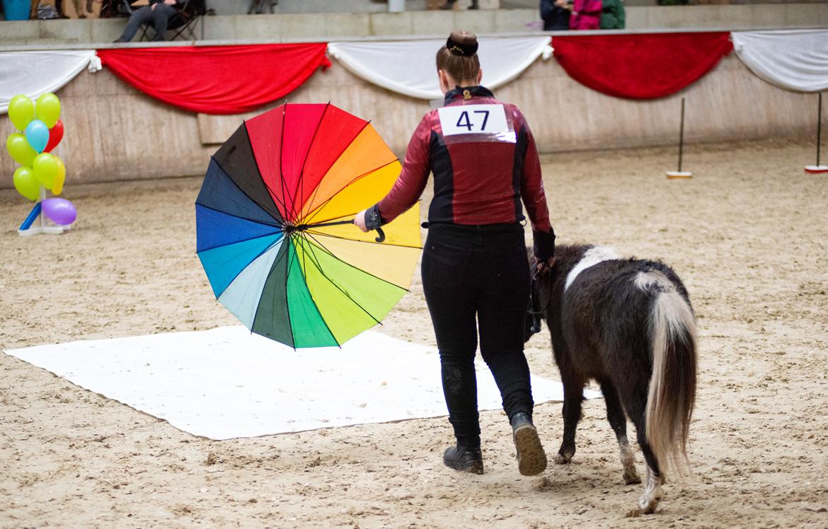 Amerikansk Miniature Teglmosens Delilah West billede 10