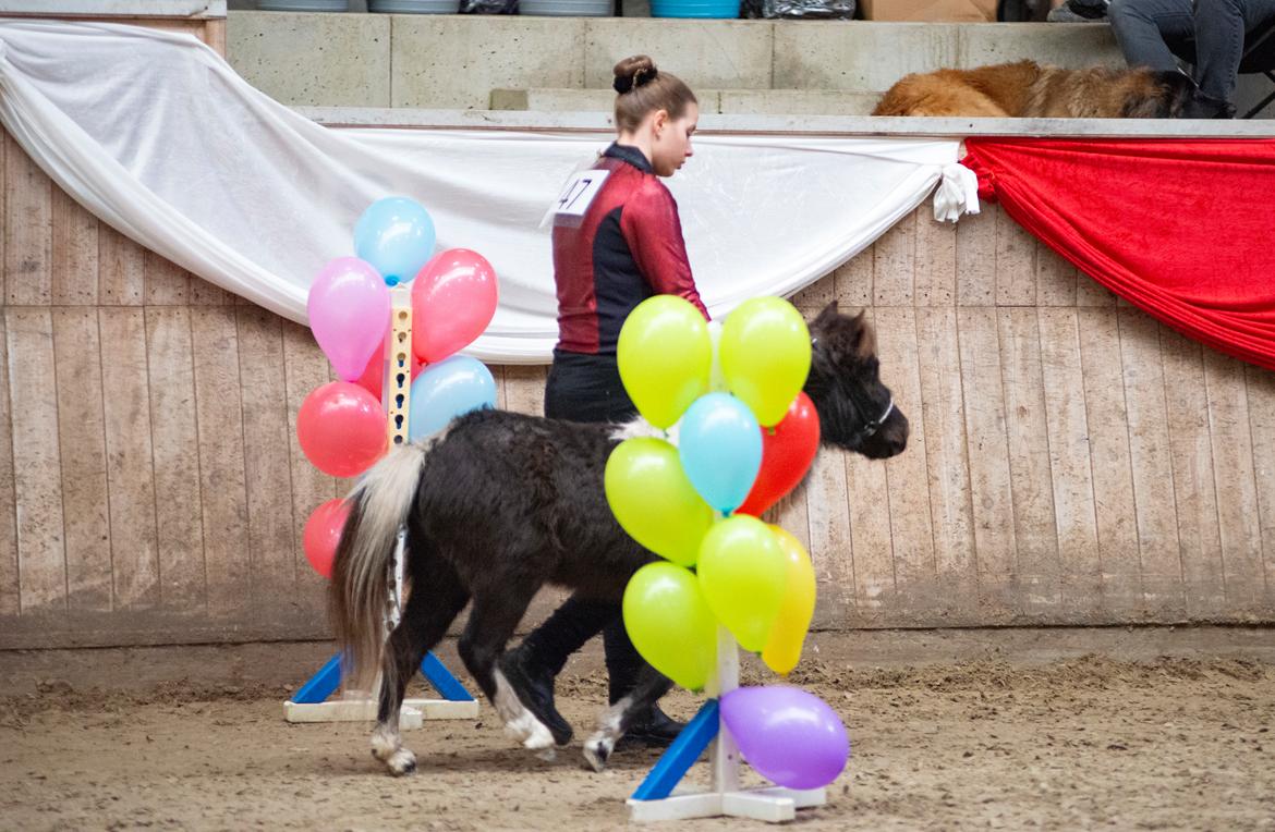 Amerikansk Miniature Teglmosens Delilah West billede 13