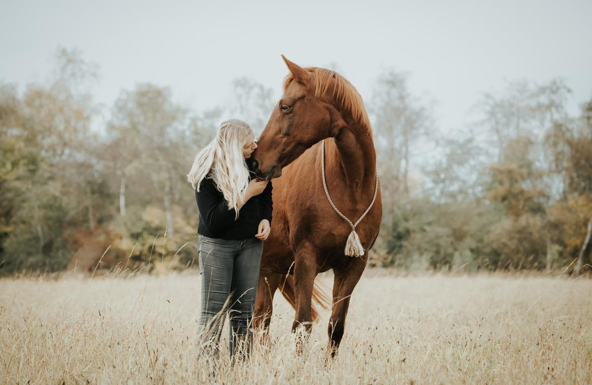 Dansk Varmblod Højbos Kia-Ora  - <3 <3 <3 billede 15