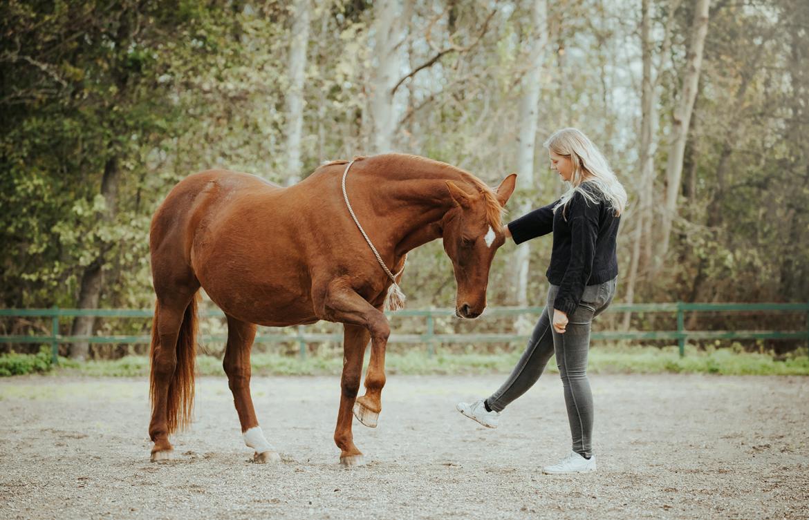 Dansk Varmblod Højbos Kia-Ora  - Kia er endelig ved, at have styr på de spanske skridt, og viser dem stolt frem <3 billede 3
