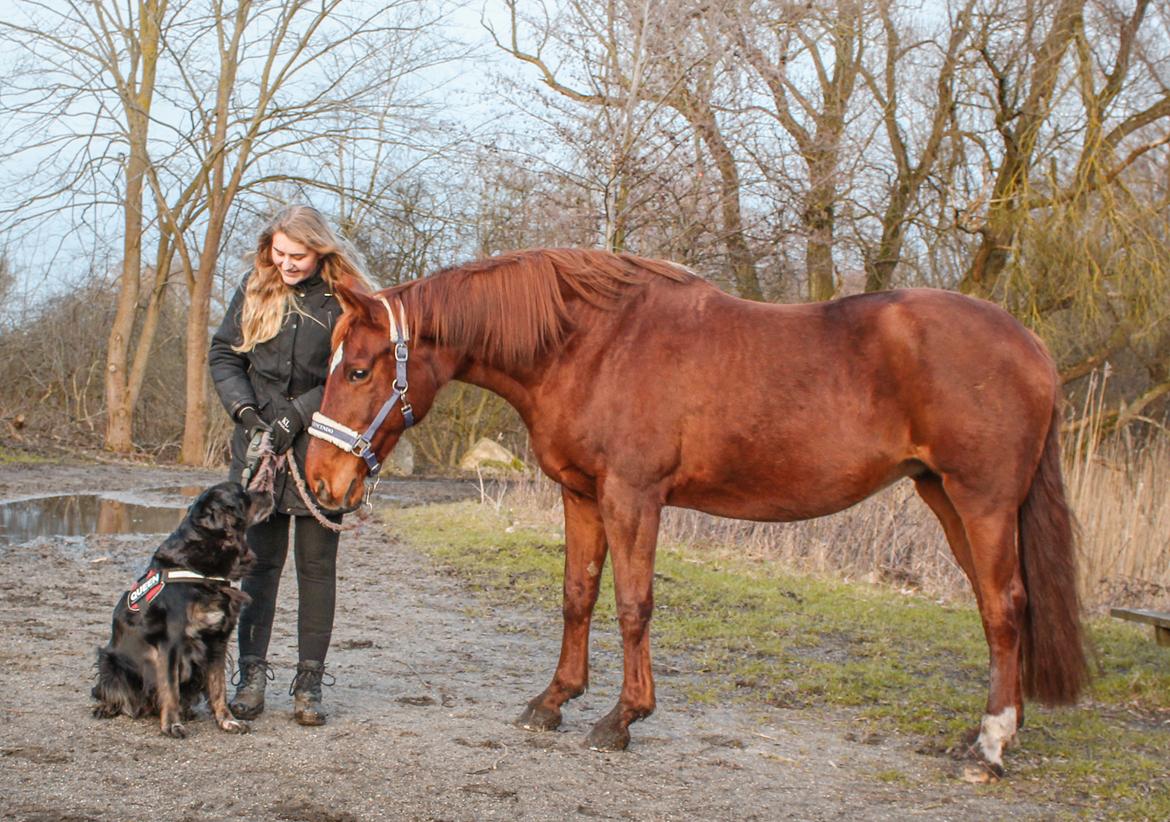 Dansk Varmblod Højbos Kia-Ora  - En af de aller første gange Kia og Molly (hund) mødte hinanden. I dag er de bedste venner <3 billede 5