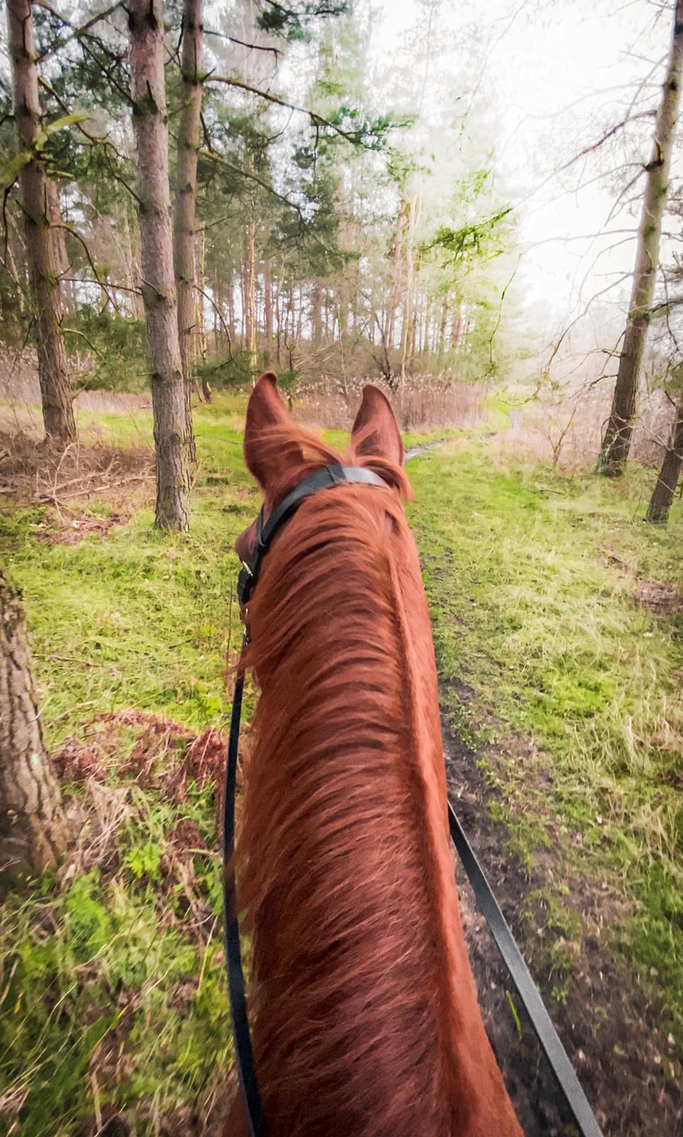 Dansk Varmblod Højbos Kia-Ora  - Vores første skridttur i skoven, helt alene i næsten 3 år. Nøj, hvor var jeg nervøs, men Kia passede simpelthen så godt på mig. billede 6
