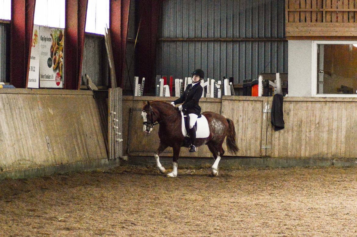 Welsh Pony af Cob-type (sec C) Noerrelide's Northern Light - Fastelavnsstævne HMR 22/02-2020 billede 3