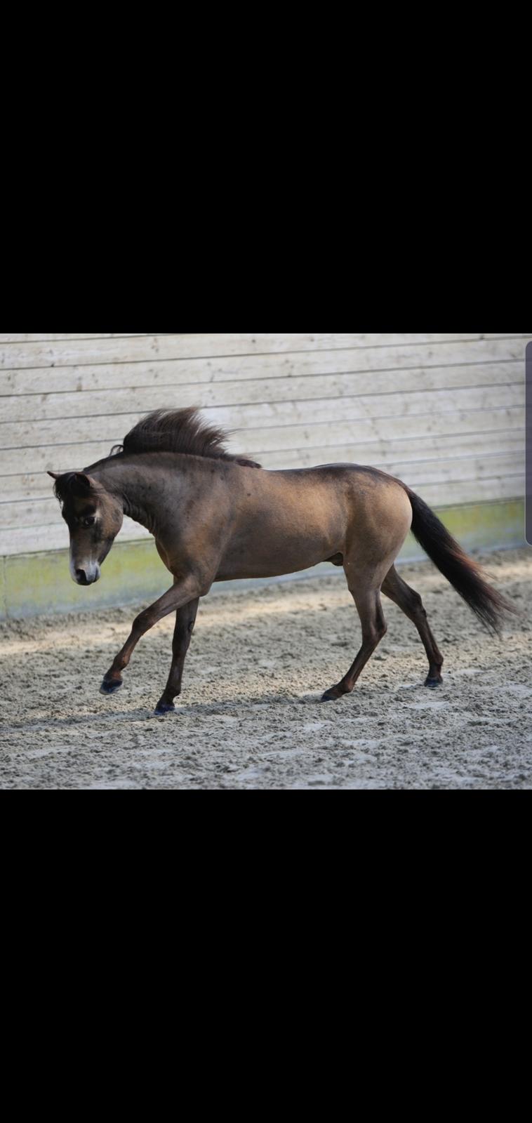 Amerikansk Miniature moutianmedows breakers cuervo gold  billede 2